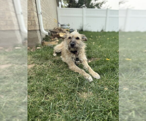 Medium Photo #5 Border Terrier-Cairn Terrier Mix Puppy For Sale in MIDWAY, UT, USA