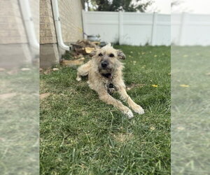 Puppy aka Catniss - Female Border Terrier-Cairn Terrier Mix Dog for Adoption - Photo #5