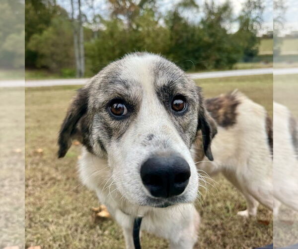 Medium Photo #1 Anatolian Shepherd-Unknown Mix Puppy For Sale in Sparta, TN, USA
