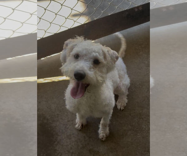 Medium Photo #2 Poodle (Standard)-Unknown Mix Puppy For Sale in Sistersville, WV, USA