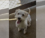 Small #1 Poodle (Standard) Mix
