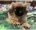 Puppy Elsa Pekingese
