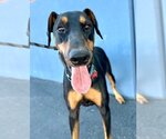 Small Photo #3 Doberman Pinscher-Unknown Mix Puppy For Sale in Lake Forest, CA, USA