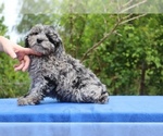 Small #16 Poodle (Toy)