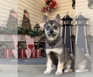 Siberian Husky Puppy for sale in BEAVER, OH, USA