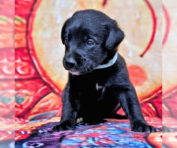 Medium Photo #1 Golden Retriever-Unknown Mix Puppy For Sale in Rutherfordton, NC, USA