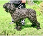 Small #1 Black Russian Terrier