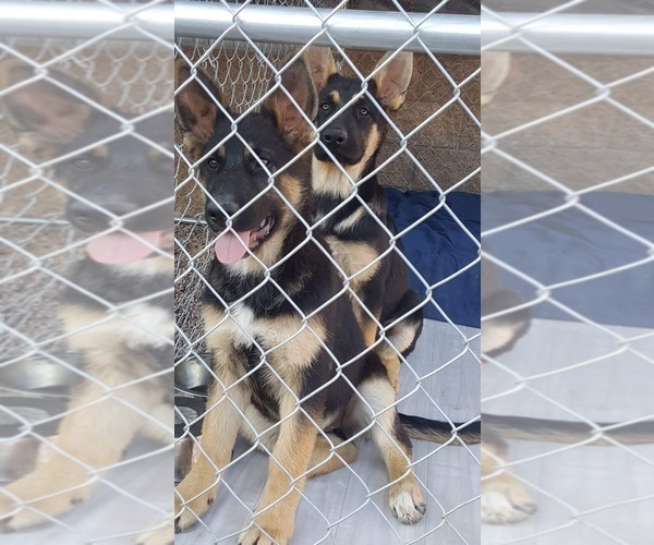 Medium Photo #1 German Shepherd Dog Puppy For Sale in HESPERIA, CA, USA