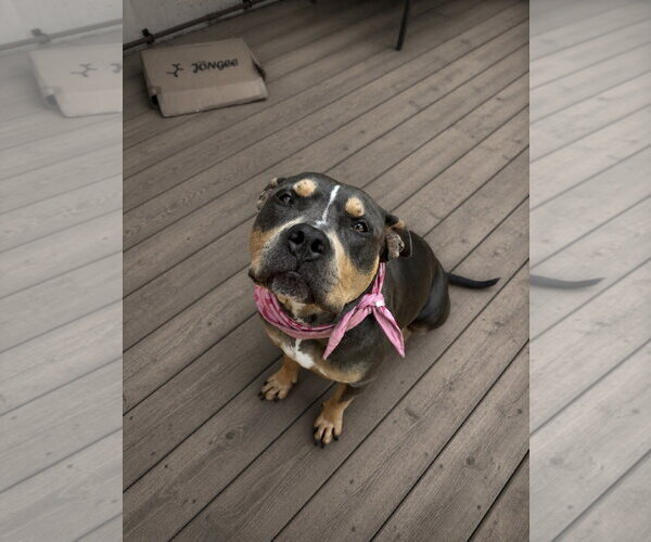 Medium Photo #1 American Bulldog-Unknown Mix Puppy For Sale in Oro Medonte, Ontario, Canada