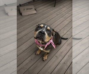 American Bulldog-Unknown Mix Dogs for adoption in Oro Medonte, Ontario, Canada
