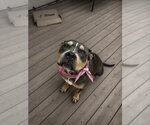 Small American Bulldog Mix