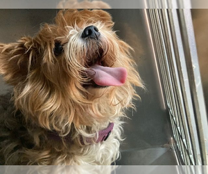 Mutt Dogs for adoption in Andover, MN, USA