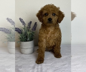 Goldendoodle (Miniature) Puppy for sale in FRANKLIN, IN, USA