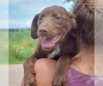 Small #3 Australian Shepherd Mix