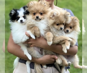 Pomeranian Puppy for sale in REDMOND, WA, USA