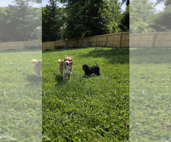 Medium Photo #3 Australian Shepherd Puppy For Sale in Aurora, IN, USA