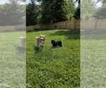 Small #2 Australian Shepherd