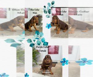 Bloodhound Puppy for Sale in WARRIOR, Alabama USA