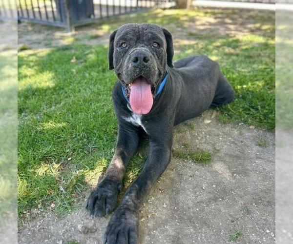 Medium Photo #3 Mutt Puppy For Sale in Riverside, CA, USA