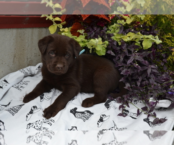 Medium Photo #2 Labrador Retriever Puppy For Sale in GREENWOOD, WI, USA
