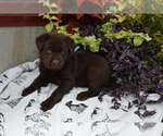 Small #1 Labrador Retriever