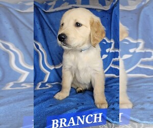 Golden Retriever Puppy for sale in DAVISON, MI, USA