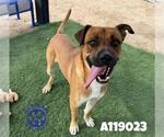 Small #1 Bullmastiff Mix