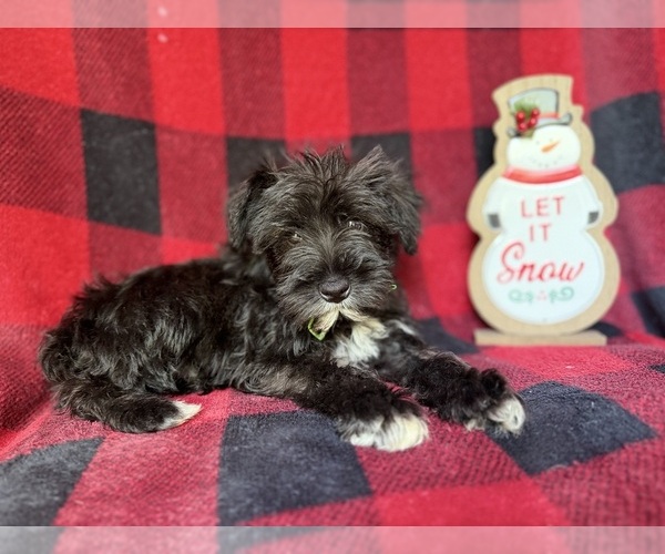 Medium Photo #8 Schnauzer (Miniature) Puppy For Sale in LAKELAND, FL, USA