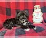 Small #7 Schnauzer (Miniature)