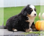 Small Photo #6 Bernese Mountain Dog Puppy For Sale in EPHRATA, PA, USA