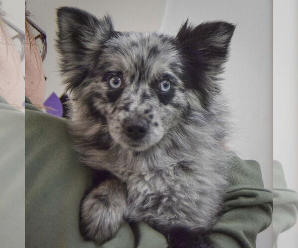 Medium Photo #6 Pomeranian-pomeranian spitz Mix Puppy For Sale in Huntley, IL, USA