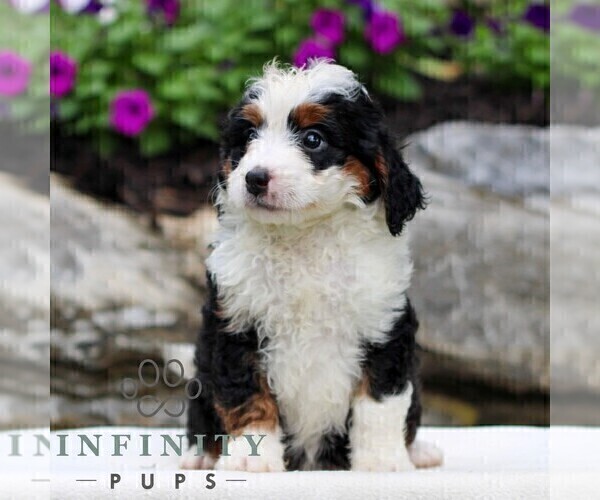 Medium Photo #3 Bernedoodle (Miniature) Puppy For Sale in LITITZ, PA, USA