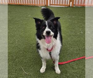 Australian Shepherd-Unknown Mix Dogs for adoption in Las Vegas, NV, USA
