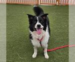 Small Australian Shepherd Mix