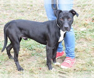 Jet - Male Boxador Dog for Adoption - Photo #2