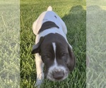 Small Photo #3 German Shorthaired Pointer Puppy For Sale in JOHNSTOWN, OH, USA