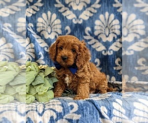 Cock-A-Poo Puppy for sale in NOTTINGHAM, PA, USA