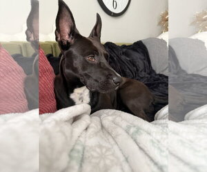 Darla - Female Labrador Retriever-Unknown Mix Dog for Adoption - Photo #16