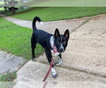 Small #2 Mutt