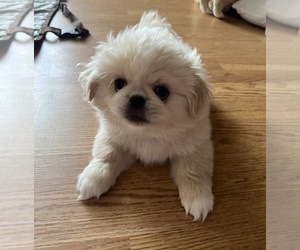 Pekingese Puppy for sale in CLEAR SPRING, MD, USA