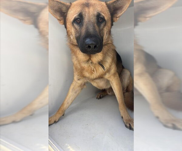 Medium Photo #1 German Shepherd Dog Puppy For Sale in Houston, TX, USA