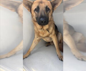 German Shepherd Dog Dogs for adoption in Houston, TX, USA