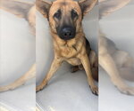 A662635 - Male German Shepherd Dog Dog for Adoption - Small photo