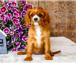 Small #5 Cavalier King Charles Spaniel