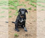 Small #1 Labrador Retriever Mix