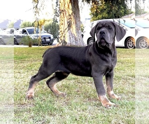 Cane Corso Puppy for sale in SOUTH GATE, CA, USA