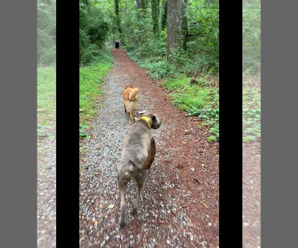 Medium Photo #7 Mutt Puppy For Sale in Virginia Beach, VA, USA