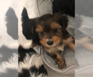 Yorkshire Terrier Puppy for Sale in CHESAPEAKE, Virginia USA