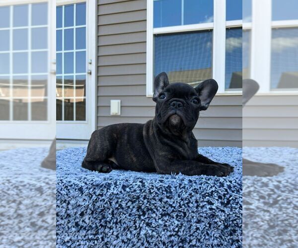 Medium Photo #5 French Bulldog Puppy For Sale in WEST COLUMBIA, SC, USA