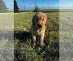 Small Photo #7 Labradoodle Puppy For Sale in GRUNDY CENTER, IA, USA